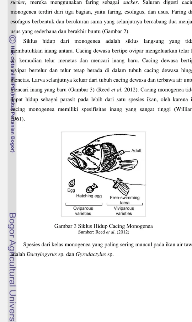 Gambar 3 Siklus Hidup Cacing Monogenea 
