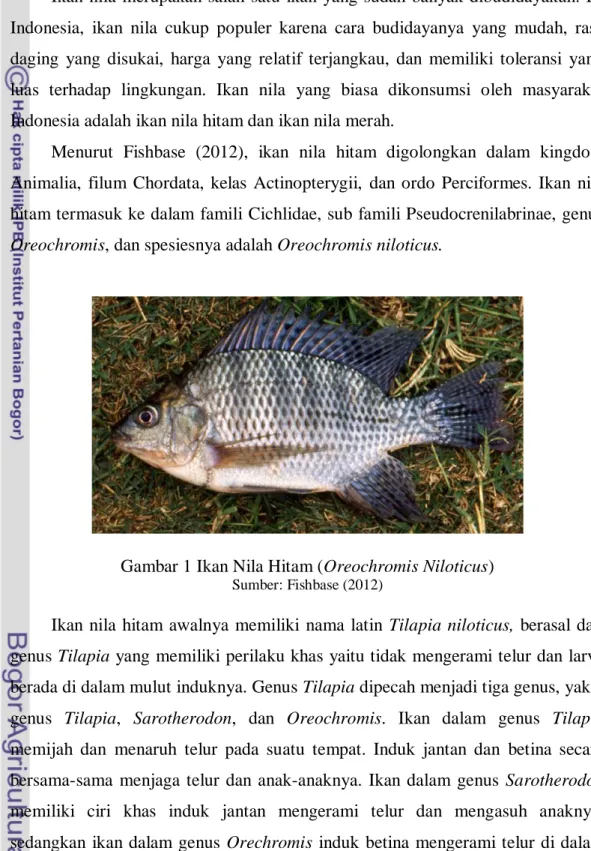 Gambar 1 Ikan Nila Hitam (Oreochromis Niloticus) 