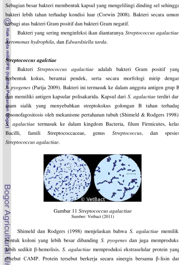 Gambar 11 Streptococcus agalactiae 
