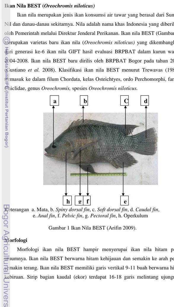 Gambar 1 Ikan Nila BEST (Arifin 2009). 