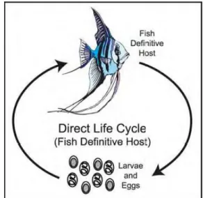 Gambar 4  Siklus hidup langsung cacing nematoda (Yanong 2002). 