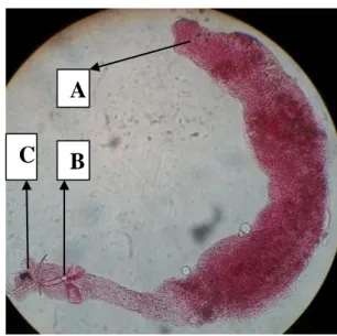 Gambar 11  Pseudodactylogyrus sp. pada pembesaran 40x (Penelitian). 