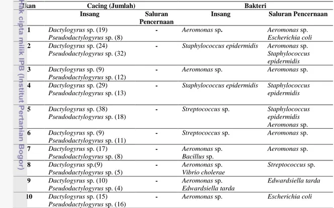 Tabel 1 Hasil Identifikasi Cacing Parasitik dan Bakteri pada Ikan Patin 