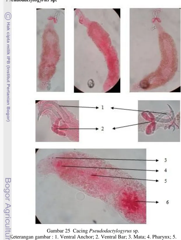 Gambar 25  Cacing Pseudodactylogyrus sp. 