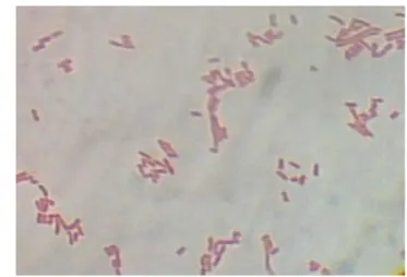 Gambar 19  Pewarnaan Gram  Vibrio cholerae pada Insang Ikan Patin 