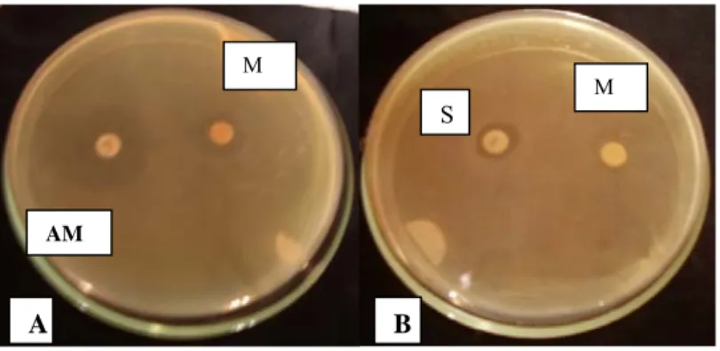 Gambar 3. Aktivitas antibakteri kombinasi amoksisilin (A) dan streptomisin (B) dengan minyak  atsiri kemangi terhadap Salmonella thypi 
