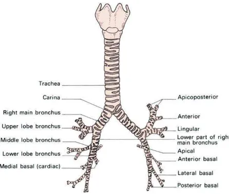 Gambar 2.2 Trakea dan Bronkus (Ellis, 2006). 