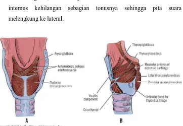 Gambar 2.4. Otot Intrinsik Laring, (A) tampak belakang, setelah 