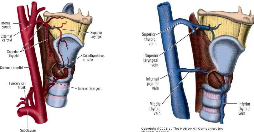 Gambar 2.5 Sistem Arteri dan Vena pada Laring 