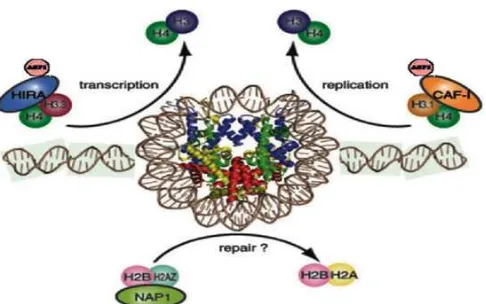 Fig 6. A role of chromatin assembly factor-1 (CAF-1)andHIRAproteinashistonechaperonsonDNAtranscription, replication, and repair process for themaintenance of the cell viability