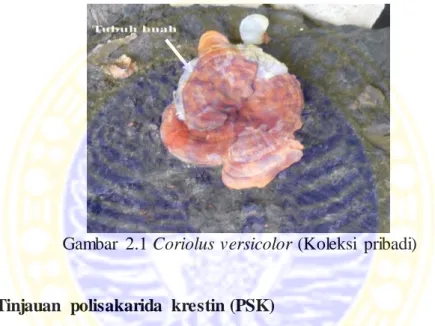 Gambar  2.1 Coriolus versicolor (Koleksi  pribadi) 