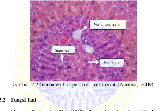 Gambar  2.2 Gambaran  histopatologi  hati  mencit  (Amalina,  2009). 