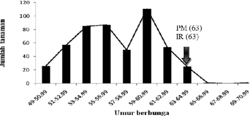 Gambar 1. Gafik pola sebaran kergaman populasi F4 hasil persilangan  IR 36 dengan padi merah berdasarkan Umur Berbunga 