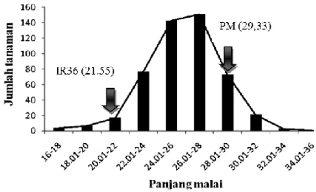 Gambar 2. Pola sebaran keragaman populasi F4 hasil persilangan   IR 36 dengan padi merah berdasarkan panjang malai 