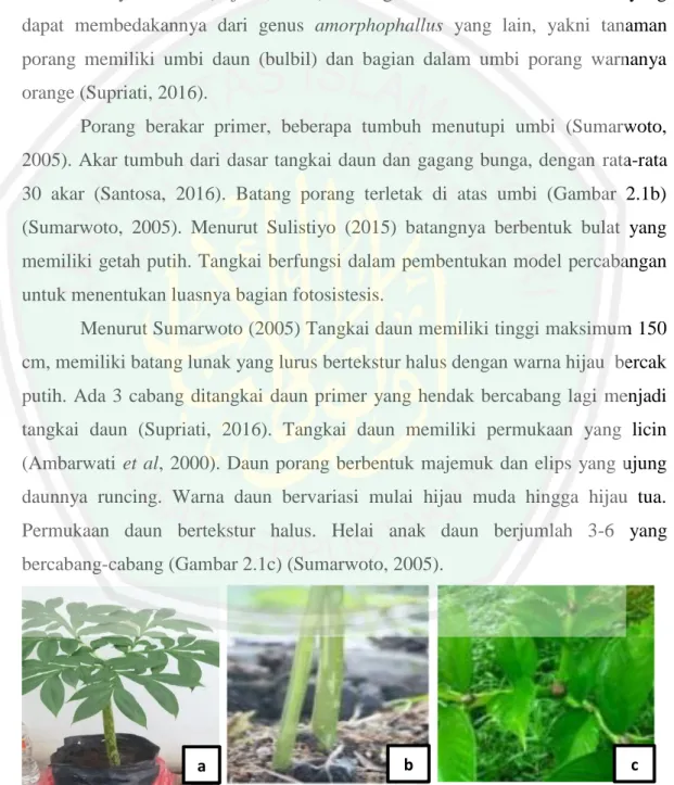 Gambar 2.1 Bagian porang: (a) pohon, (b) batang, (c) daun (Pusat Penelitian dan  Pengembangan Porang Indonesia, 2013; Koswara, 2013)