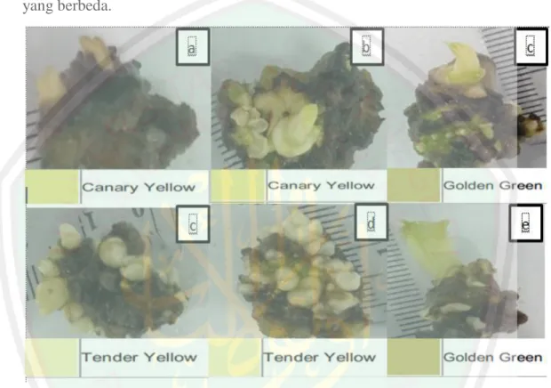 Gambar  4.1  Pengaruh  metioinin  terhadap  warna  tunas  porang  (Amorphophallus  muelleri Blum)