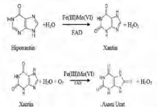 Gambar 3  Skema reaksi xantin oksidase yang mengkonversi hipoxantin menjadi xantin dan asam urat.
