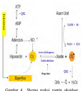 Gambar 4  Skema reaksi xantin oksidase yang dapat dihambat oleh alopurinol dalam pembentukan asam urat.