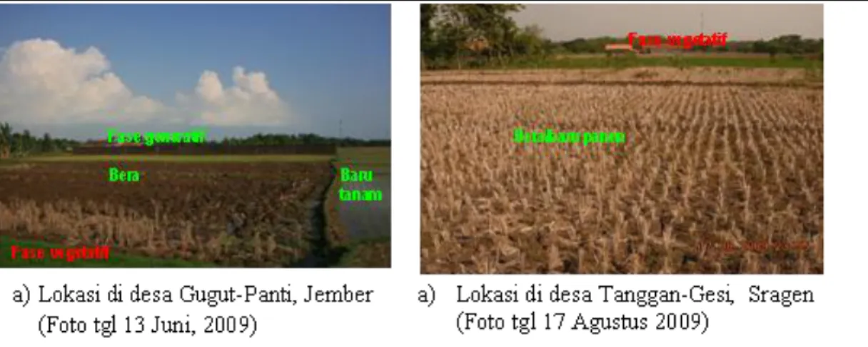 Gambar 6. Contoh lahan sawah dengan tutupan lahan heterogen di daerah kabupaten  Jember dan Sragen (a,b) 