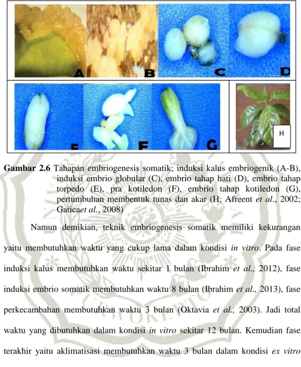 Gambar  2.6  Tahapan  embriogenesis  somatik;  induksi  kalus  embriogenik  (A-B), 