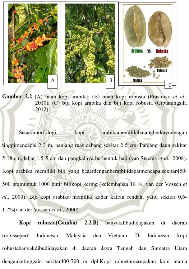 Gambar  2.2  (A)  buah  kopi  arabika;  (B)  buah  kopi  robusta  (Prastowo  et  al., 