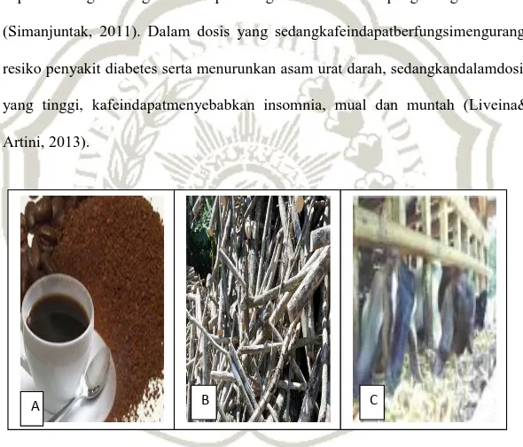 Gambar  2.3(A)  bubuk  kopi  diseduh  untuk  minuman;  (B)  batang  kopi  sebagai 