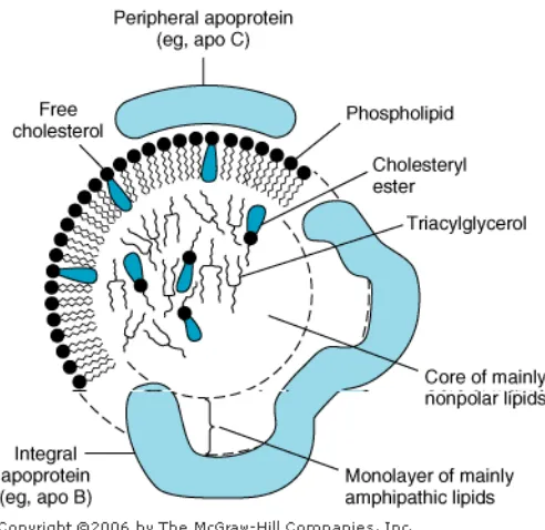 Gambar 2.1. Struktur Lipoprotein (Murray et al, 2006)