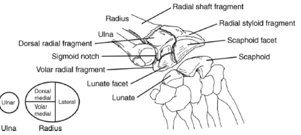 Gambar 1. Anatomi radius distal (4). 