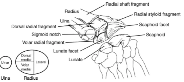 Gambar 1. Anatomi radius distal (4). 