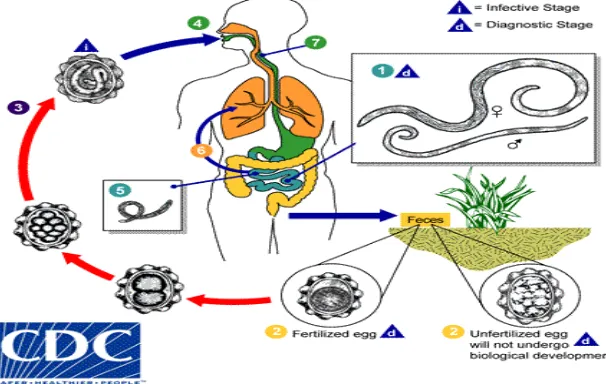 Gambar 2.2 Siklus hidup Ascaris lumbricoides 