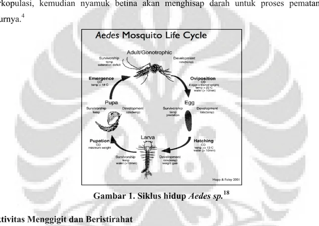 Gambar 1. Siklus hidup Aedes sp. 18 