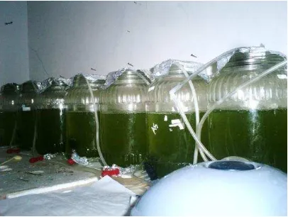 Gambar 1. Hasil kultur mikroalga laut N. oculta  pada kondisi standart kultur  alga  