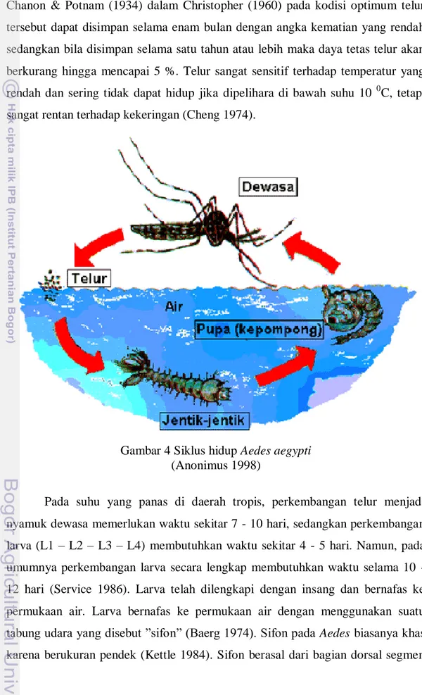 Gambar 4 Siklus hidup Aedes aegypti  (Anonimus 1998) 