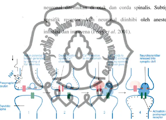 Gambar 2. Proses transmisi sinapsis (Dalmas 2007) 