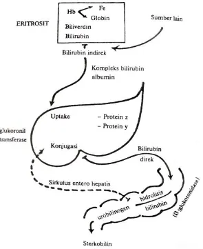 Gambar 2.5 Metabolisme bilirubin pada neonatus 