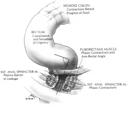 Gambar 1. Anatomi dari anal kanal dan rektum menunjukkan mekanisme  fisiologis penting bagi kontinensia serta defekasi.