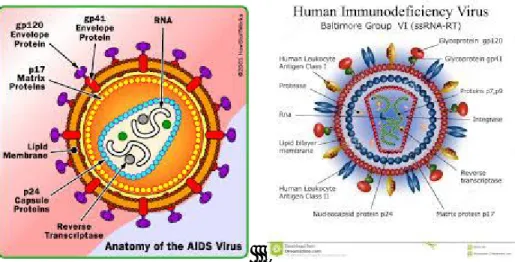 Gambar 2.9. Struktur Hiv  (b) Siklus Hidup HIV 