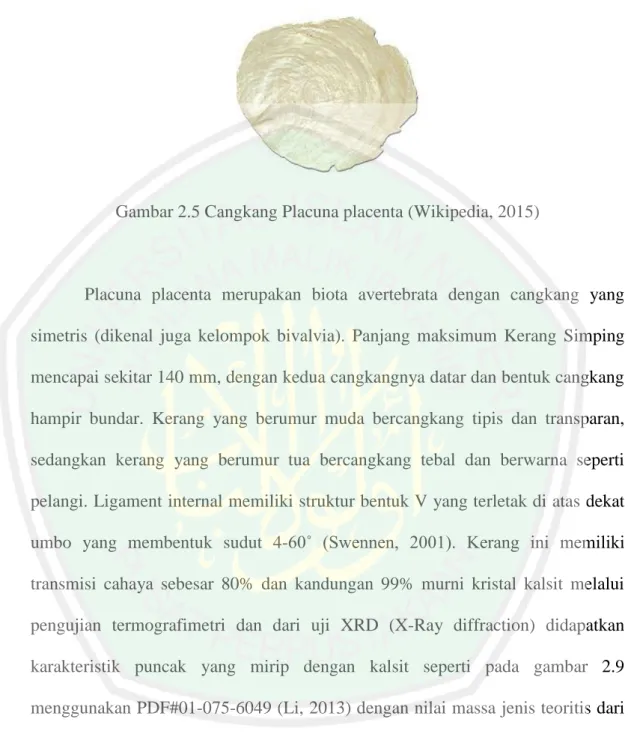 Gambar 2.5 Cangkang Placuna placenta (Wikipedia, 2015) 