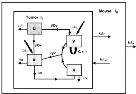 Gambar 2.  Diagram Skematis  Model  Radiovirotherapy.  I T dan  I M  adalah  Jumlah  Radioaktif Iodine  pada  Tumor  dan  Tikus,  y Menunjukkan  Populasi  Sel  Tumor  yang Tidak Terinfeksi dan Tidak Dirusak oleh Radiasi
