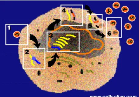 Gambar 1 Proses Infeksi Virus HIV terhadap sel Darah Putih Sehat (Feng dan  Rong 2006) 