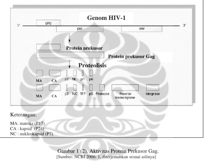 Gambar 1 (2). Aktivitas Protein Prekusor Gag. 