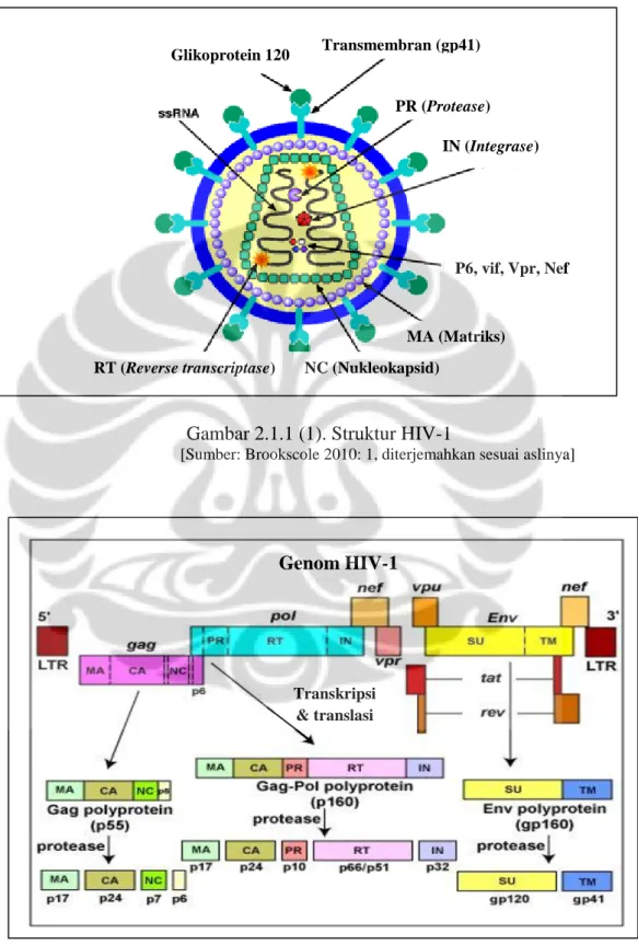 Gambar 2.1.1 (1). Struktur HIV-1 