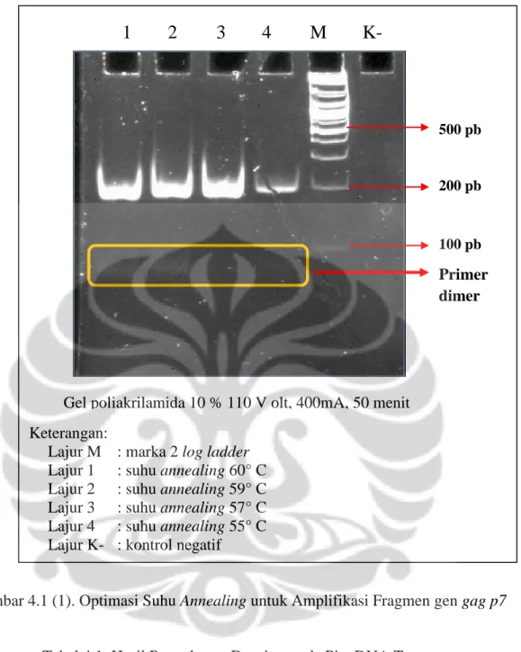 Gambar 4.1 (1). Optimasi Suhu Annealing untuk Amplifikasi Fragmen gen gag p7 