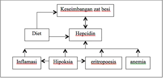 Gambar 1. Faktor yang mempengaruhi sintesis hepcidin  15 2.1.4.1 Inflamasi 