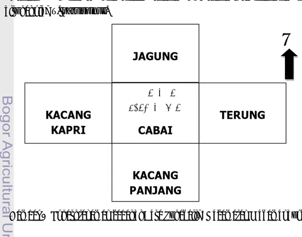 Gambar 1  Lokasi tanaman cabai di Desa Sukagalih, Kecamatan Megamendung JAGUNG KACANG KAPRI TERUNG Tanaman pengamatan: CABAI KACANG PANJANG 