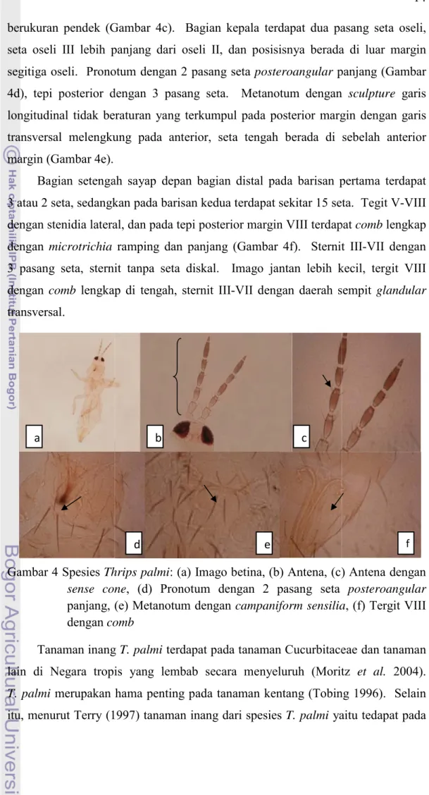 Gambar 4c).  Bagian kepala terdapat dua pa panjang dari oseli II, dan posisisnya berada otum dengan 2 pasang seta posteroangular p dengan 3 pasang seta