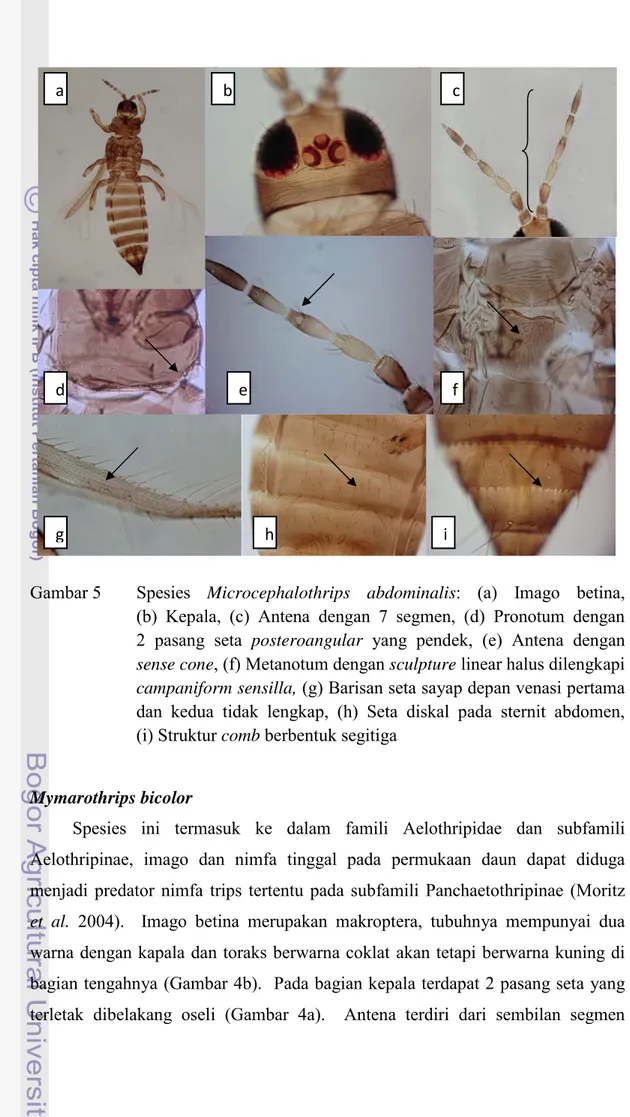 Gambar 5  Spesies  Microcephalothrips abdominalis:  (a)  Imago  betina,          (b) Kepala, (c) Antena dengan 7 segmen, (d)  Pronotum  dengan             2 pasang seta posteroangular  yang pendek, (e) Antena dengan 