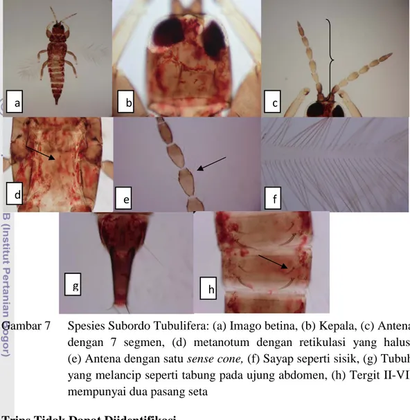 Gambar 7  Spesies Subordo Tubulifera: (a) Imago betina, (b) Kepala, (c) Antena  dengan 7 segmen, (d) metanotum dengan retikulasi  yang  halus,       (e) Antena dengan satu sense cone, (f) Sayap seperti sisik, (g) Tubuh  yang melancip seperti tabung pada ujung abdomen, (h) Tergit II-VII  mempunyai dua pasang seta 
