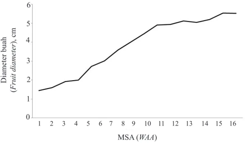 Gambar 2.  Pertumbuhan buah manggis pada umur 1-16 MSA (Development of mangosteen fruits in 1-16  WAA)