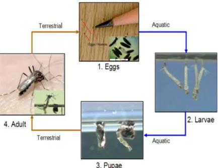 Gambar 4. Siklus hidup nyamuk Aedes aegypti (CDC, 2014) 